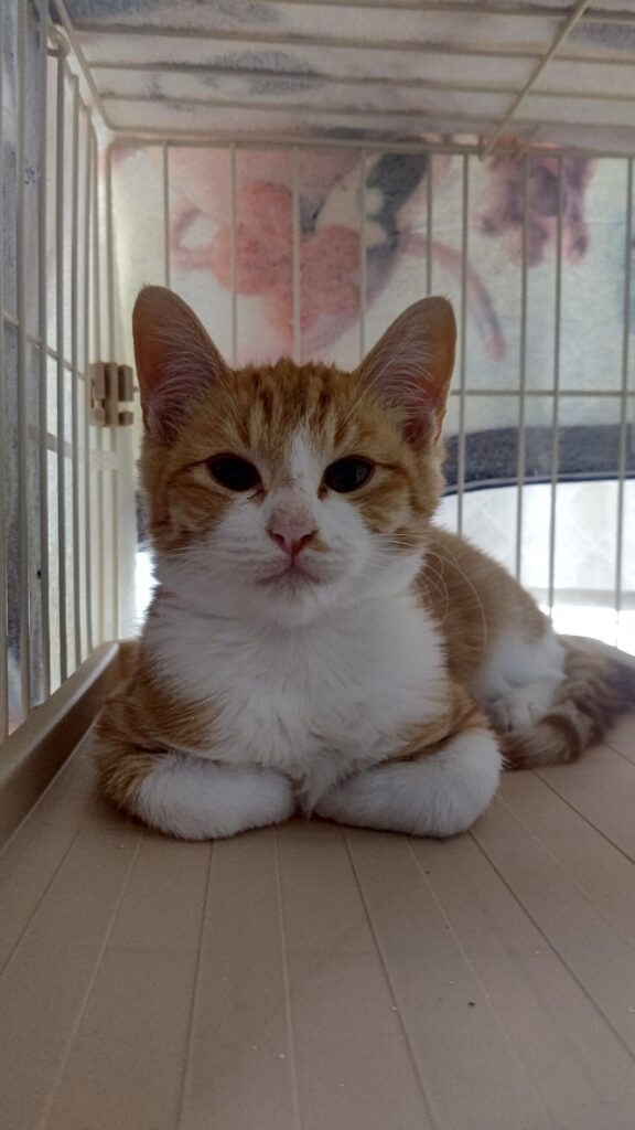 元・野良猫トキくん日記
