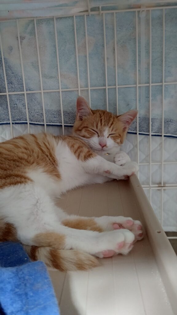 元・野良猫トキくん日記